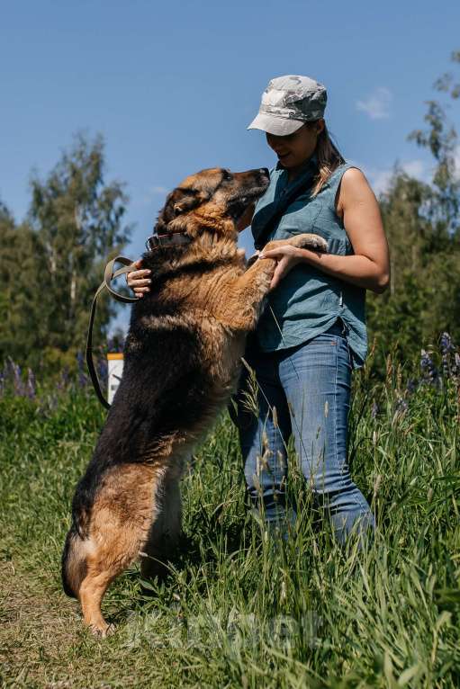 Собаки в Химках: Овчарка Мальчик, Бесплатно - фото 2