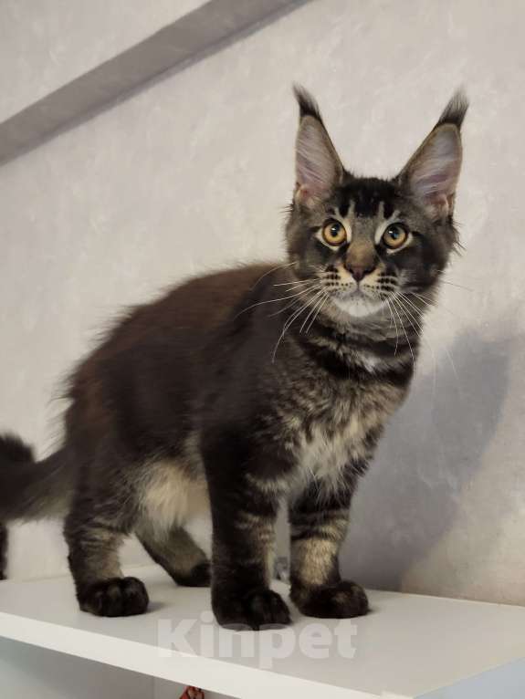 Кошки в Омске: Котенок мейн- кун Мальчик, 70 000 руб. - фото 2