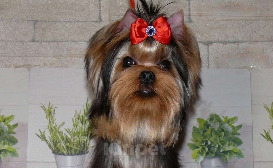 Собаки в Королеве: Йорк девочка 6 мес. Девочка, 110 000 руб. - фото 3