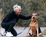 Собаки в Москве: Приютский пёс Брэд — идеальный мальчик в дар Мальчик, 1 руб. - фото 5