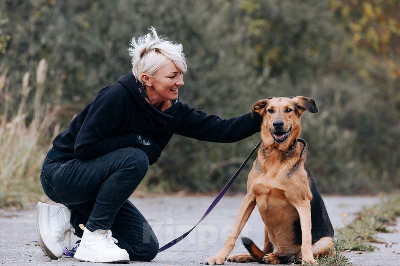 Собаки в Москве: Приютский пёс Брэд — идеальный мальчик в дар Мальчик, 1 руб. - фото 5