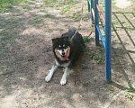 Собаки в Казани: В добрые руки Мальчик, Бесплатно - фото 1