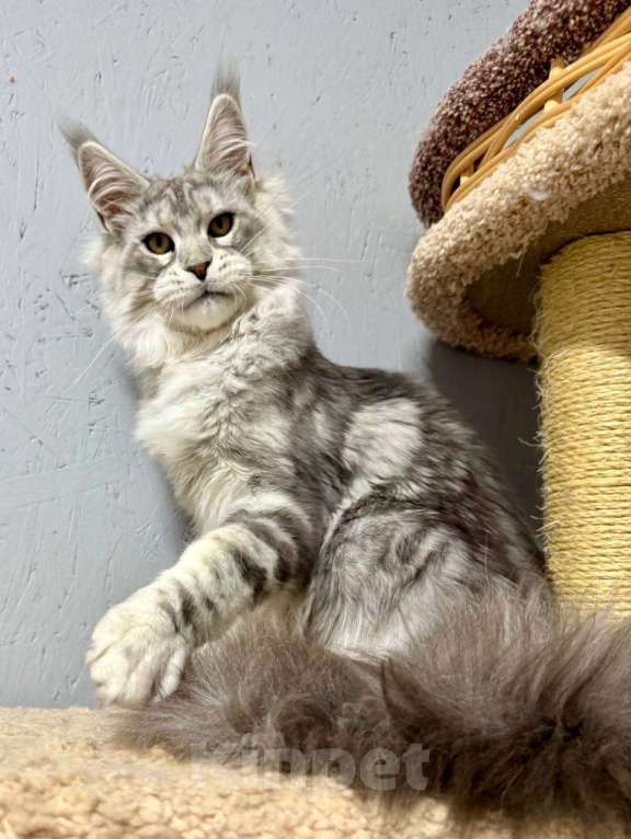 Кошки в Москве: Мальчик голубой серебряный мрамор (as22) Мальчик, 80 000 руб. - фото 2