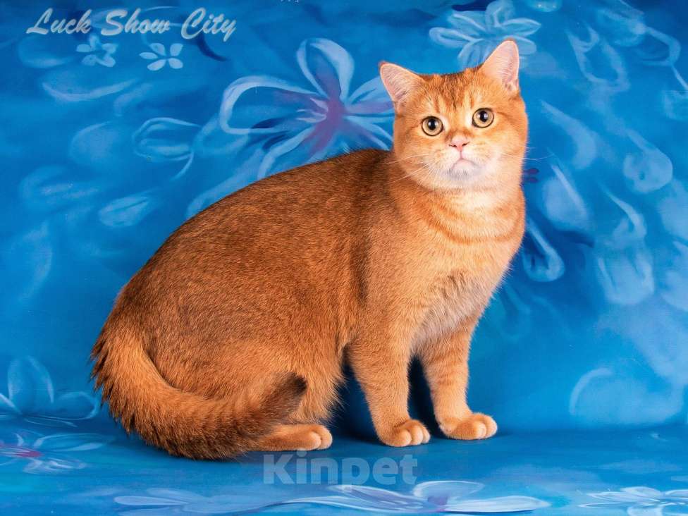 Кошки в Санкт-Петербурге: Золотой котик Скоттиш страйт Мальчик, 25 000 руб. - фото 2