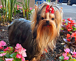 Собаки в Москве: МИНИ МАЛЬЧИК РКФ Мальчик, 45 руб. - фото 6