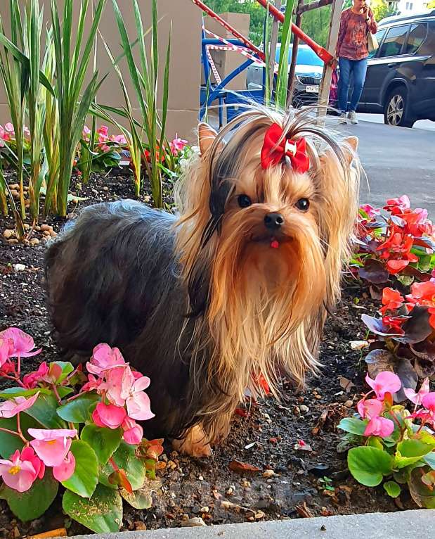 Собаки в Москве: МИНИ МАЛЬЧИК РКФ Мальчик, 45 руб. - фото 6