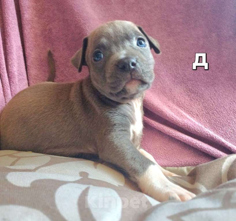 Собаки в Самаре: Очаровательнве щенки амстаффа Мальчик, 80 000 руб. - фото 3