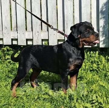 Собаки в Санкт-Петербурге: щенки ротвейлера Мальчик, 80 000 руб. - фото 6