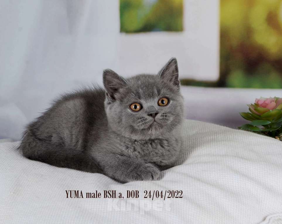 Кошки в Санкт-Петербурге: Британский котик голубого окраса Мальчик, 35 000 руб. - фото 1