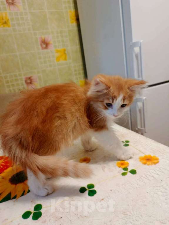 Кошки в Ярославле: Котенок (мальчик) 2-3 месяца Мальчик, Бесплатно - фото 5