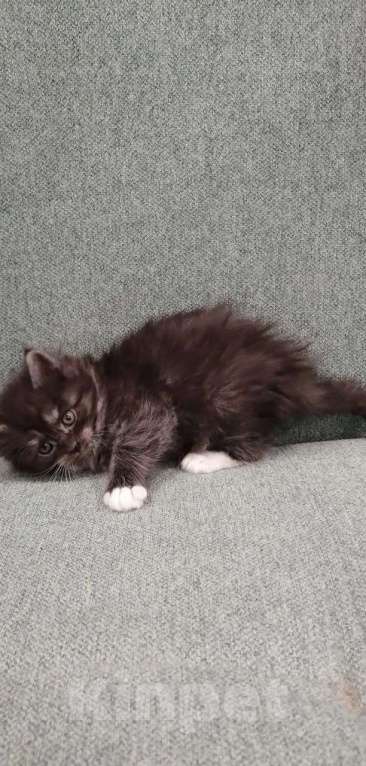 Кошки в других городах Липецкой области: Мейн-кун котёнок  Девочка, 15 000 руб. - фото 4