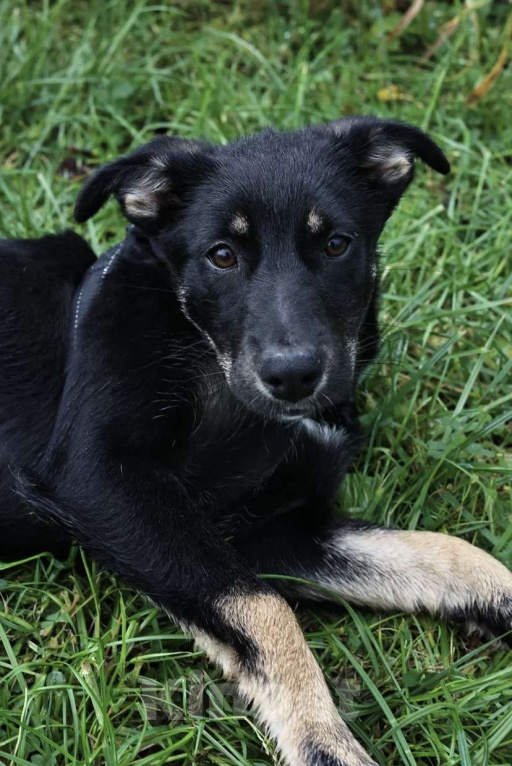 Собаки в Москве: Малышка Руди ищет дом Девочка, Бесплатно - фото 6