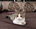 Кошки в Каспийске: Котенок в добрые руки  Девочка, Бесплатно - фото 3