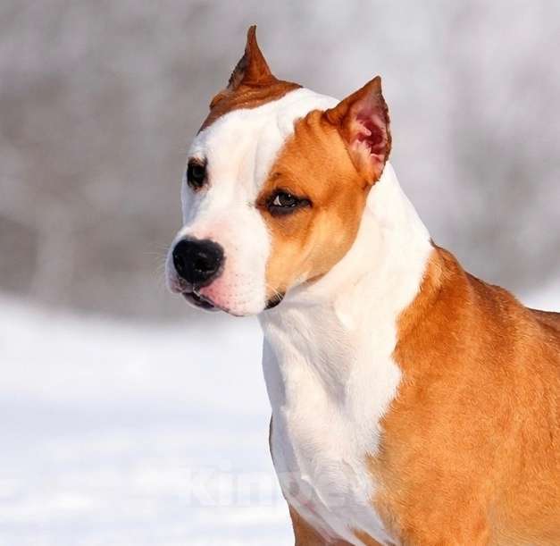 Собаки в Москве: Шикарная девочка амстаффа Девочка, 90 000 руб. - фото 1