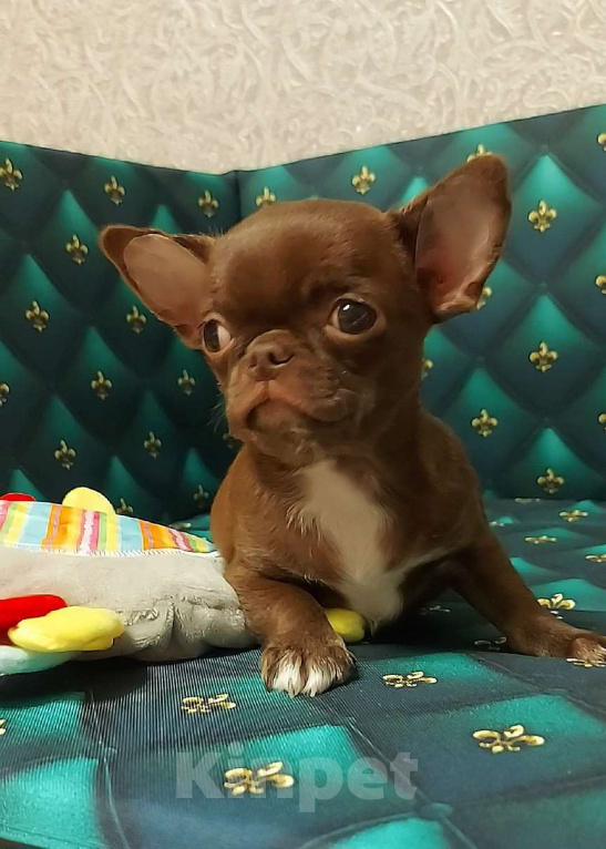 Собаки в Новосибирске: Мальчик Чихуахуа  Мальчик, Бесплатно - фото 3