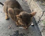 Кошки в Ставрополе: Найден абинский котик Мальчик, Бесплатно - фото 6