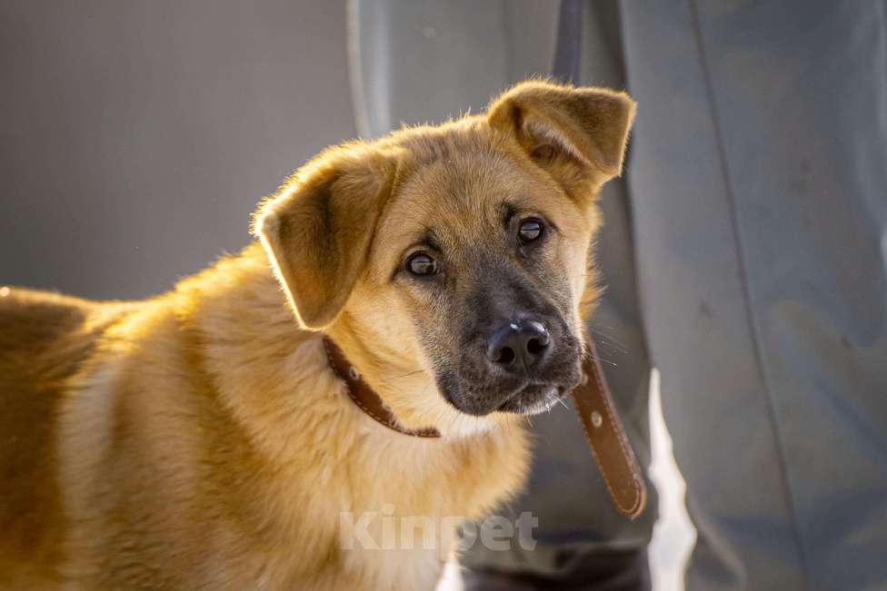 Собаки в Клине: Реджи — шаловливый пёсик Мальчик, Бесплатно - фото 1