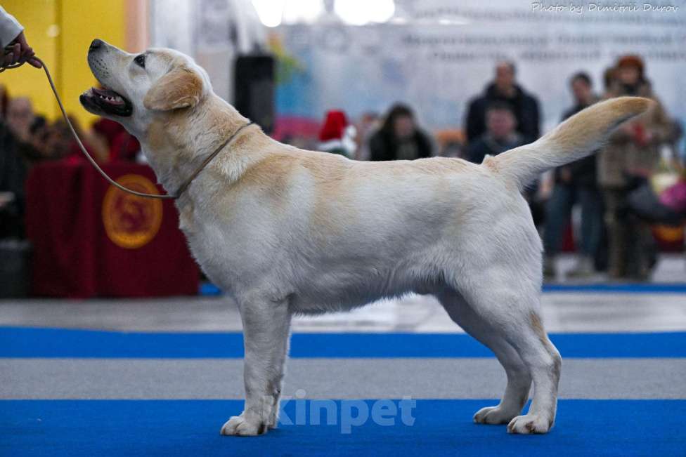 Собаки в Воронеже: Лабрадор кобель на вязку Мальчик, Бесплатно - фото 4