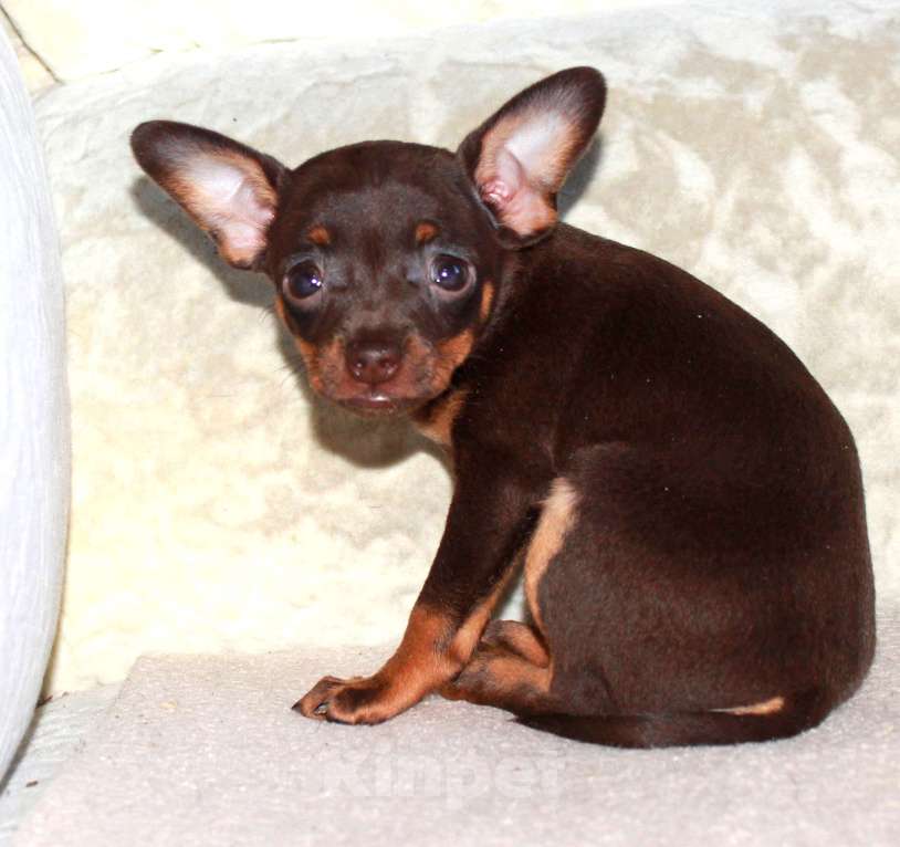 Собаки в Волгограде: Девочка горький шоколад Девочка, 17 000 руб. - фото 8