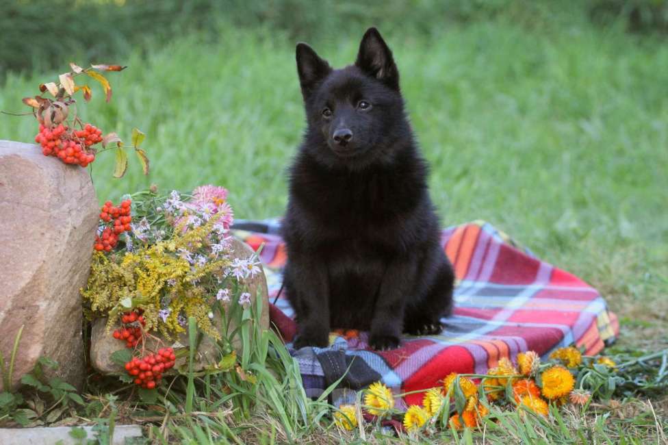 Собаки в других городах Московской области: красивый и перспективный Мальчик, 80 000 руб. - фото 2