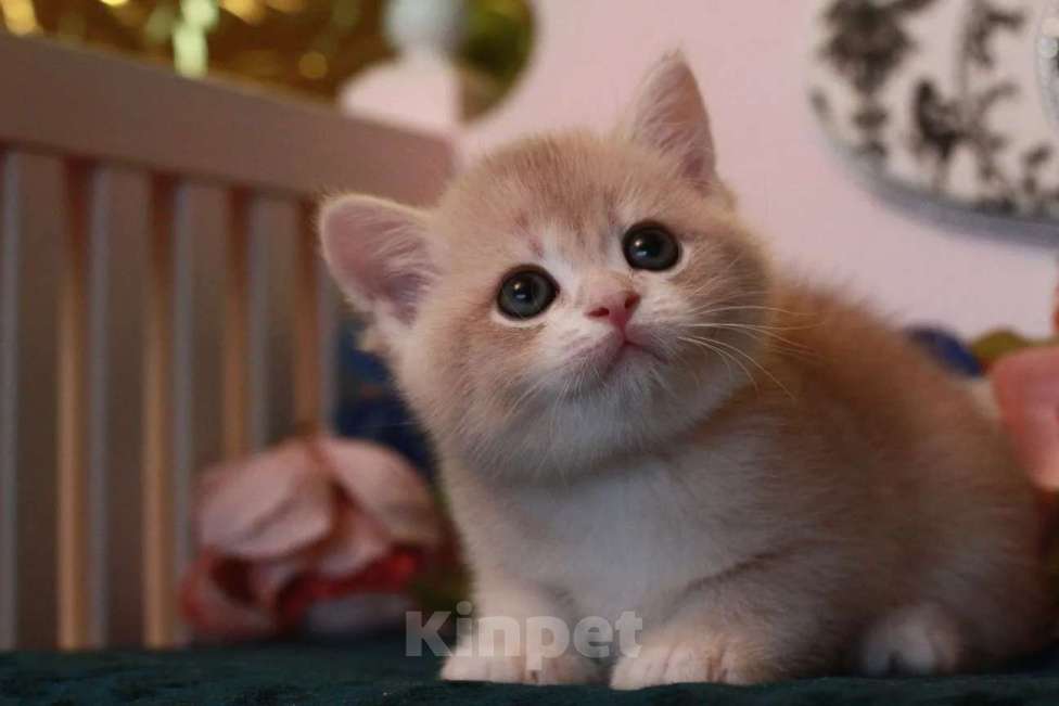 Кошки в Москве: Котик cy11 Мальчик, 15 000 руб. - фото 3