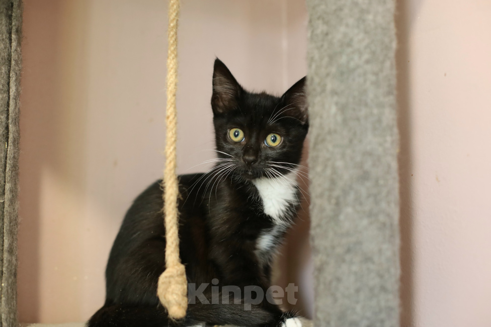 Кошки в Москве: Котенок в добрые руки Девочка, Бесплатно - фото 3