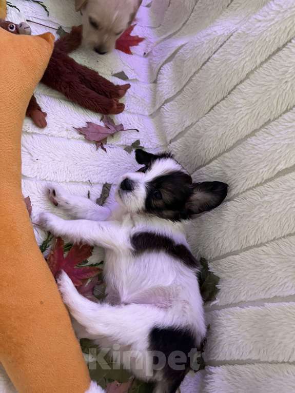 Собаки в Краснодаре:  Щенок эстонской гончей  Девочка, 3 000 руб. - фото 2