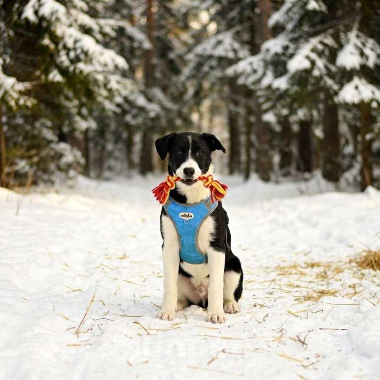 Собаки в Москве: щенок Норд в добрые руки Мальчик, Бесплатно - фото 6