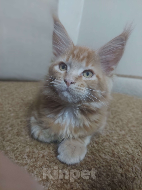 Кошки в Санкт-Петербурге: мейн-кун котёнок Девочка, 20 000 руб. - фото 3