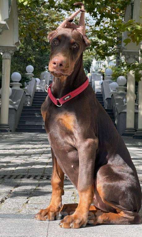 Собаки в других городах Московской области: Щенки добермана Мальчик, 100 000 руб. - фото 3