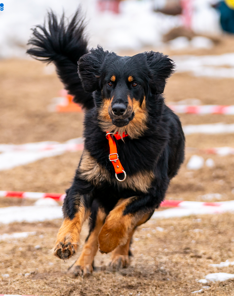 Собаки в Москве: Ховаварт щенки Мальчик, Бесплатно - фото 7