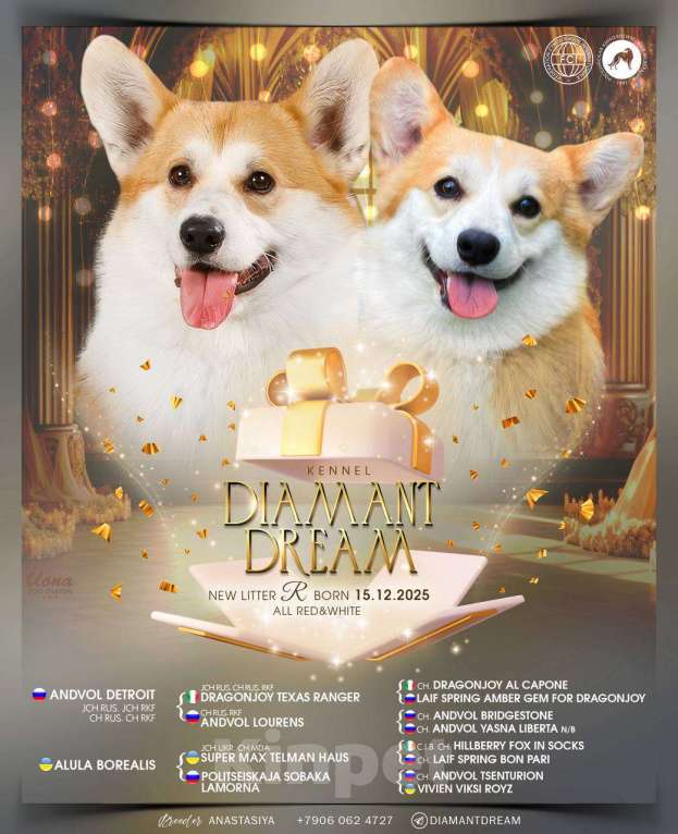 Собаки в Москве: Щенки Вельш корги Пемброк Мальчик, 55 000 руб. - фото 6