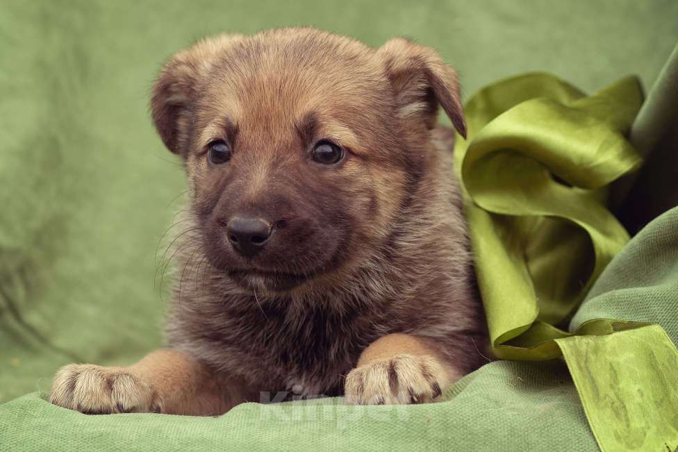 Собаки в Москве: щенок Коржик в добрые руки Мальчик, Бесплатно - фото 2