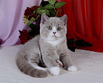 Кошки в Санкт-Петербурге: Британский котик окраса лиловый биколор Мальчик, 40 000 руб. - фото 5