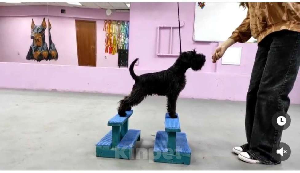 Собаки в других городах Забайкальского края: Подросток цвергшнауцера Мальчик, 50 000 руб. - фото 1