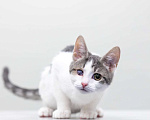Кошки в Москве: котенок Захар Мальчик, Бесплатно - фото 8