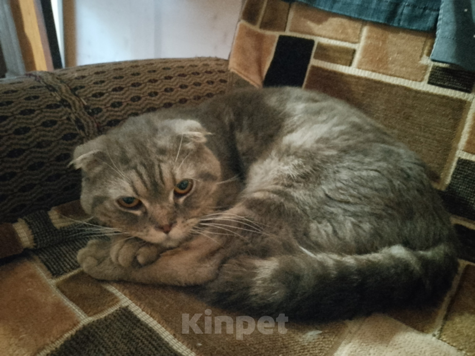 Кошки в Уфе: Найден котик, ищем ему хозяина Мальчик, Бесплатно - фото 1