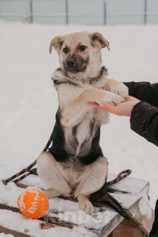 Собаки в Москве: Тики Девочка, Бесплатно - фото 7