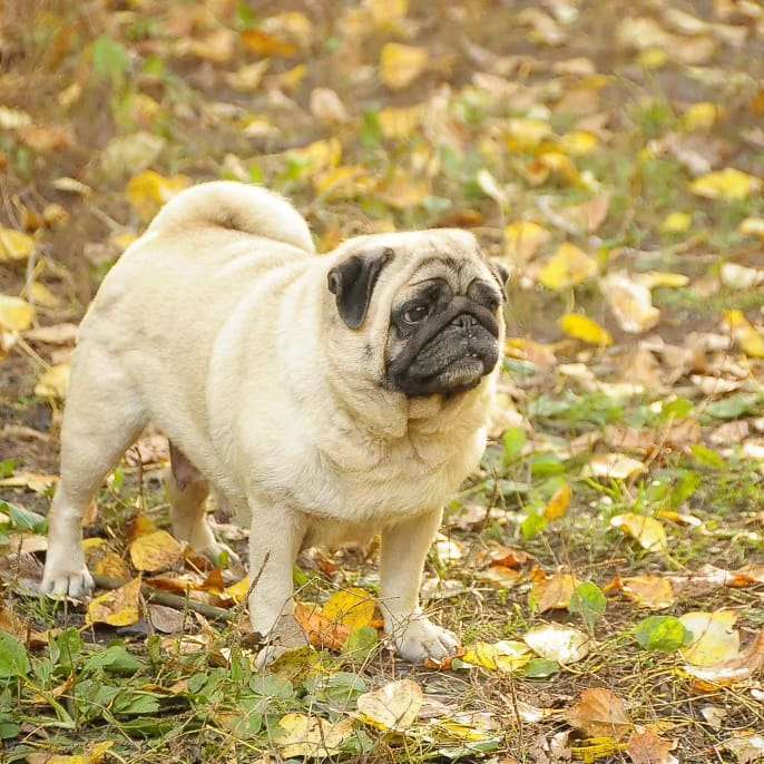 Собаки в Новосибирске: Щенок  мопса подрощенный Мальчик, Бесплатно - фото 2