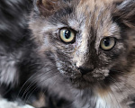 Кошки в Кемерово: Пинки Пай девочка Мейн-кун Девочка, 15 000 руб. - фото 7