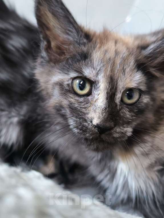 Кошки в Кемерово: Пинки Пай девочка Мейн-кун Девочка, 15 000 руб. - фото 7