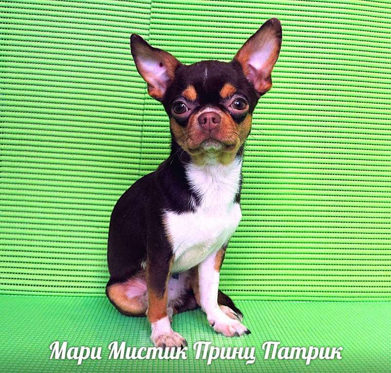 Собаки в Санкт-Петербурге: Барин бело лиловый длинношерстный мини чихуахуа Мальчик, 35 000 руб. - фото 7