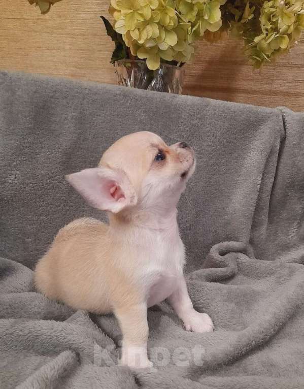 Собаки в Котельнике: Малышка чихуахуа Девочка, 35 000 руб. - фото 2