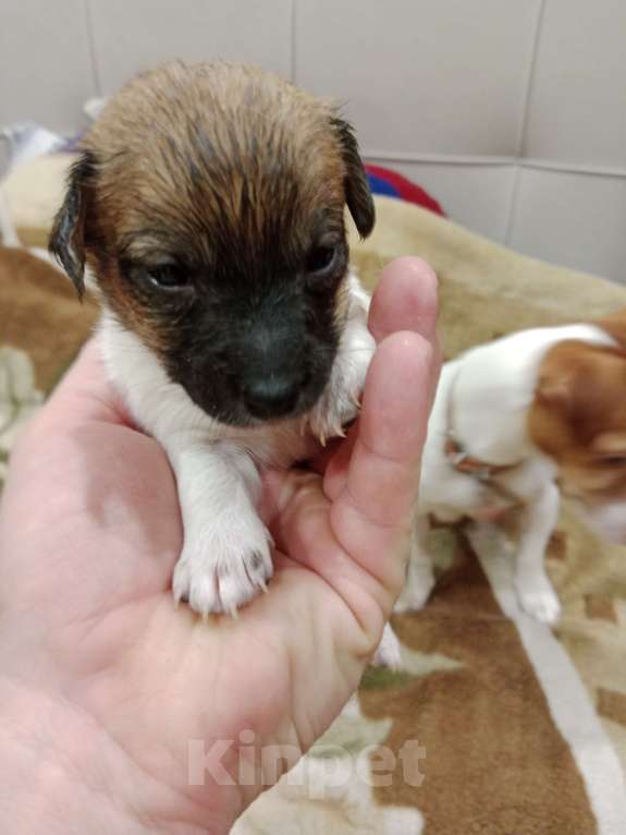 Собаки в Тольятти: Джек Рассел терьер  Девочка, 20 000 руб. - фото 1