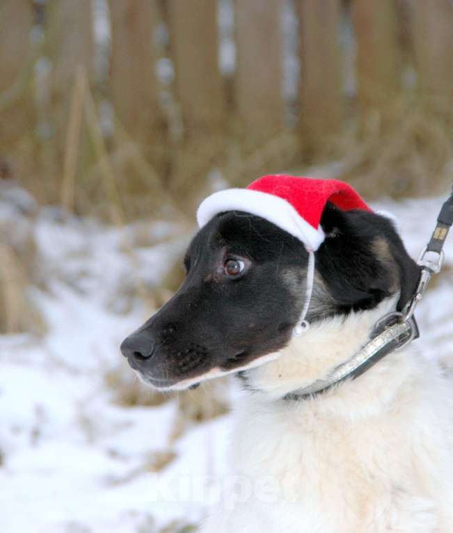 Собаки в Москве: Славный щенок Сара в добрые руки Девочка, Бесплатно - фото 2