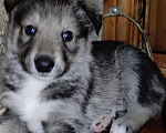 Собаки в Сургуте: Щенки ищут своих хозяев Мальчик, Бесплатно - фото 2