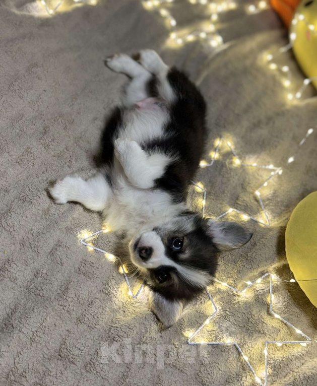 Собаки в Владивостоке: Щенок Вельш-корги Пемброк  Мальчик, 65 000 руб. - фото 2