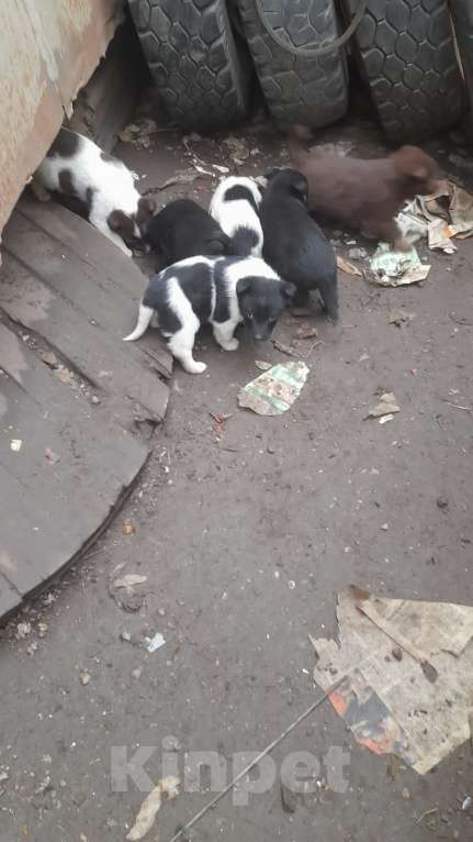 Собаки в Самаре: В добрые руки Мальчик, Бесплатно - фото 1