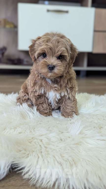 Собаки в Москве: Девочка мальтипу Девочка, 90 000 руб. - фото 2