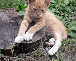 Кошки в Воронеже: Котята мальчики деликатные Мальчик, 1 руб. - фото 1